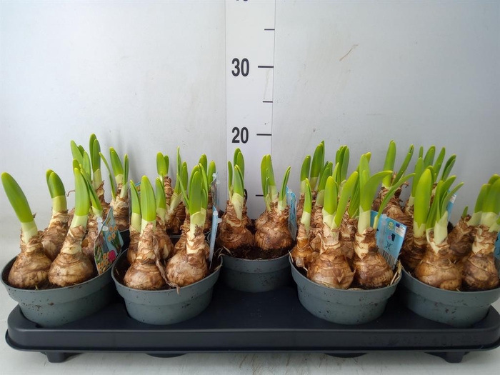 <h4>Narcissus DU 'Peach Swirl'</h4>