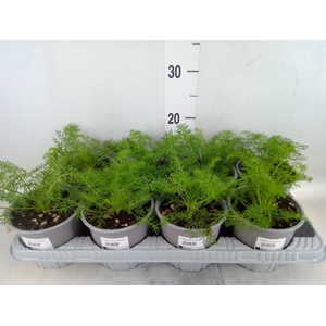 Foeniculum vulgare   ...