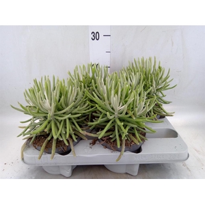 Senecio   ...