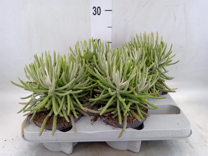 <h4>Senecio   ...</h4>