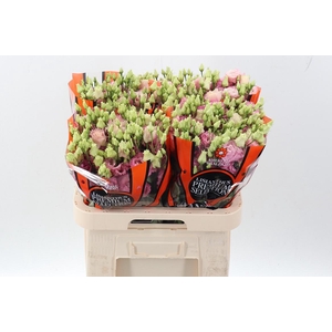 Eus G Alissa Rose Pi