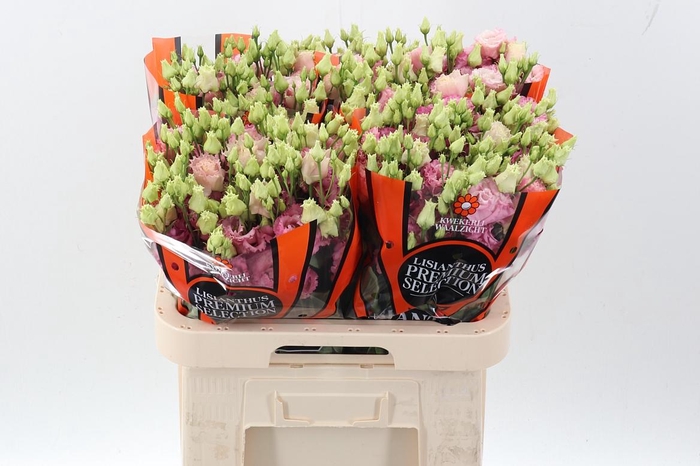 <h4>Eus G Alissa Rose Pi</h4>