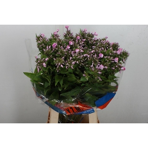 Phlox P Senora
