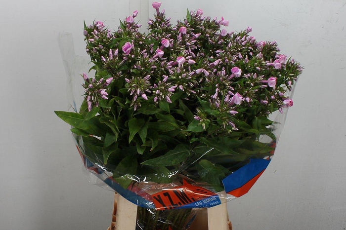 <h4>Phlox P Senora</h4>