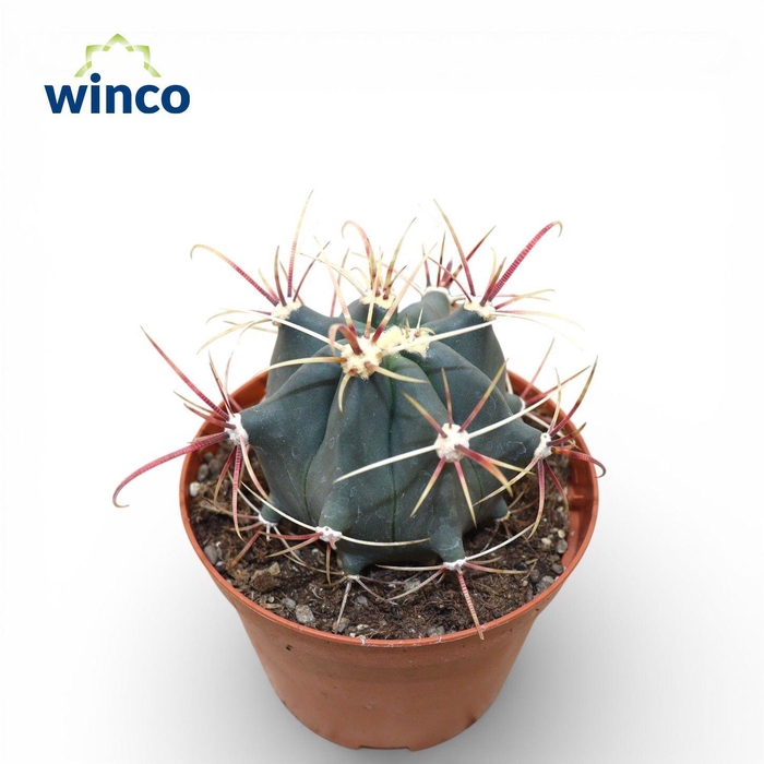 <h4>Ferocactus Emoryi</h4>