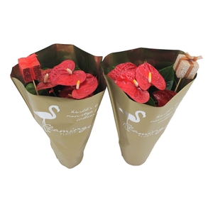 Anthurium XL.9 Jambo Red 14cm in gouden hoes met cadeautjes bijsteker