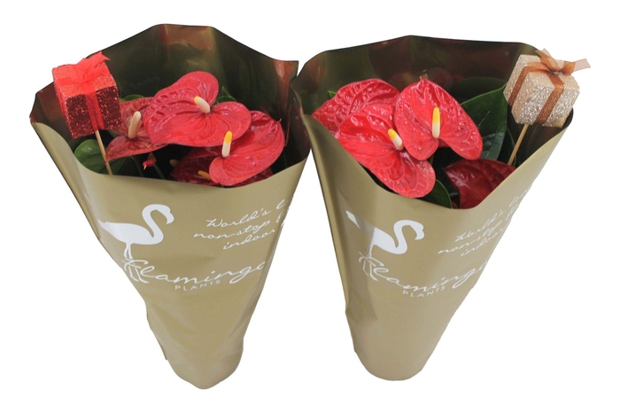 <h4>Anthurium XL.9 Jambo Red 14cm in gouden hoes met cadeautjes bijsteker</h4>
