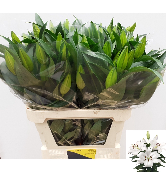 <h4>LI OT ZAMBESI</h4>