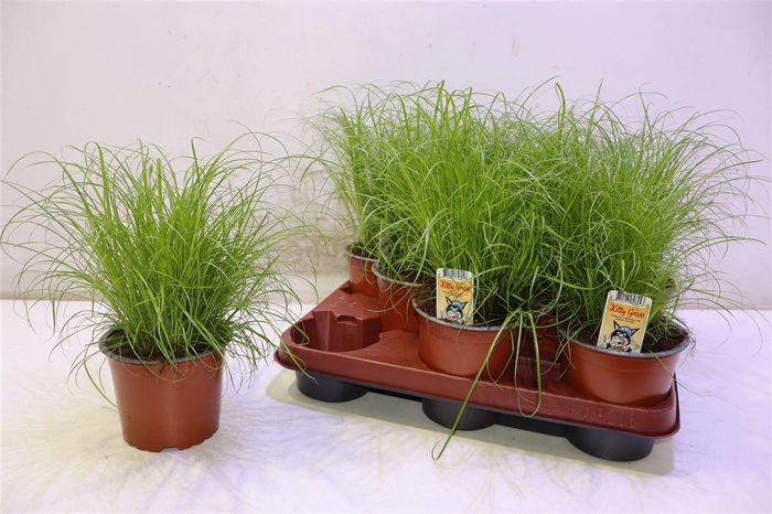 <h4>Cyper Alt Zumula</h4>