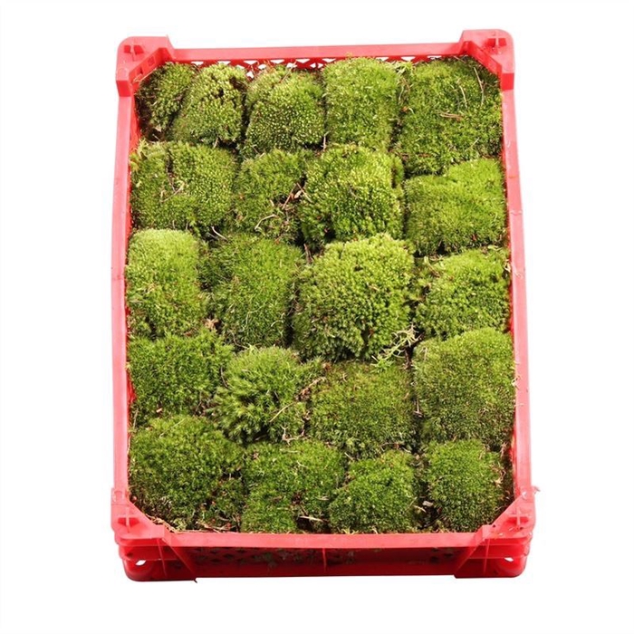 <h4>Bolmos Plastic Select</h4>
