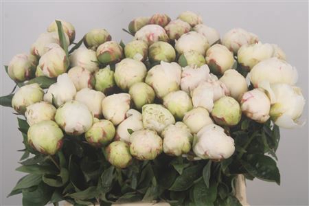 <h4>Paeonia L Bowl Of Cream X50</h4>