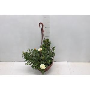 ROSEIRA MINI C21 PENDENTE