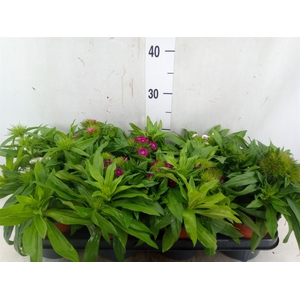 Dianthus barb.