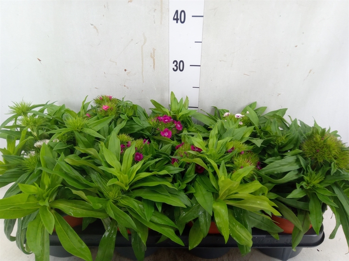<h4>Dianthus barb.</h4>