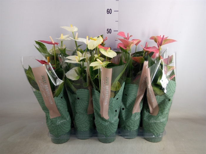 <h4>Anthurium   ...mix</h4>