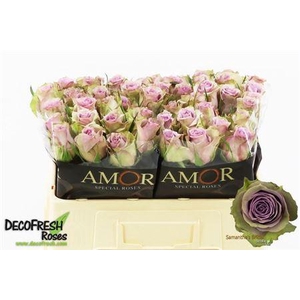 R Gr Samantha Bridal