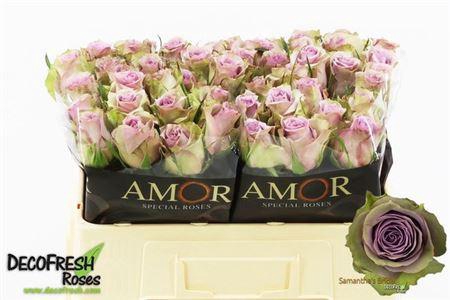 <h4>R Gr Samantha Bridal</h4>