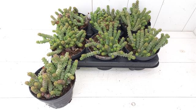 Crassula marnieriana Hotten Tot 13Ø 20cm