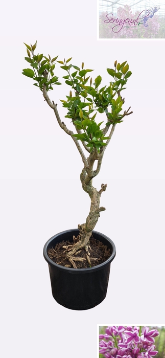 <h4>SYRI V SENSATION</h4>