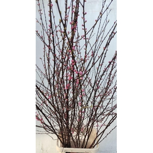 Prunus Triloba Branched