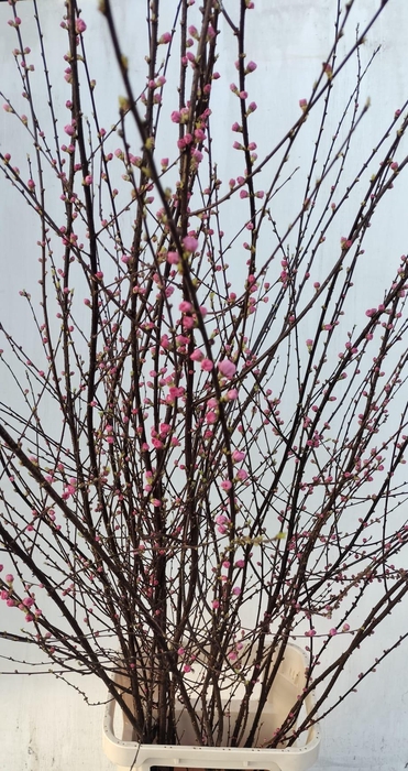 <h4>Prunus Triloba Branched</h4>