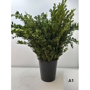 BUXUS SEMP PB