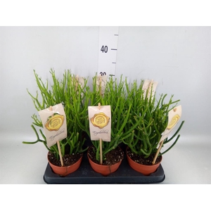 Euphorbia tirucalli