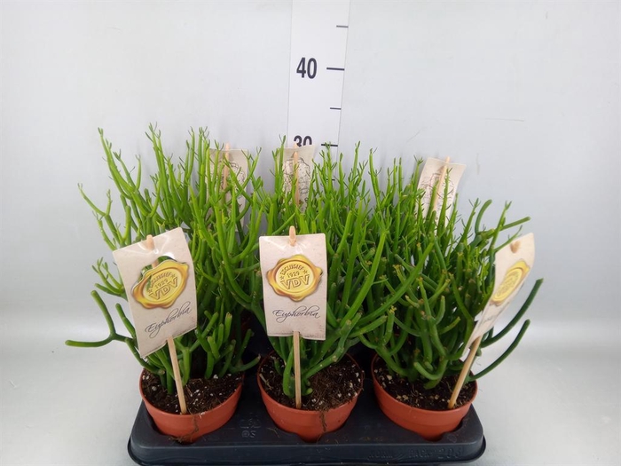 <h4>Euphorbia tirucalli</h4>