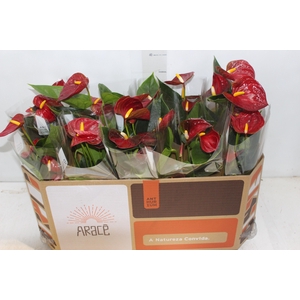 ANTHURIUM P12 VERMELHO