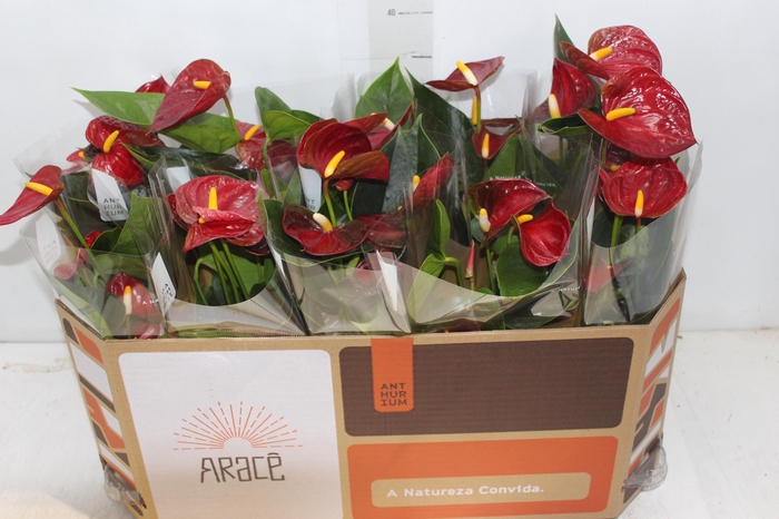 <h4>ANTHURIUM P12 VERMELHO</h4>