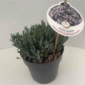 Andromeda polifolia 'Blue Ice'