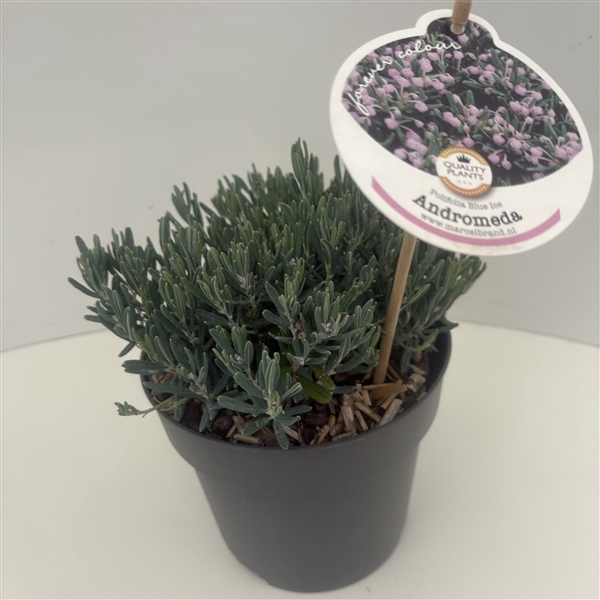<h4>Andromeda polifolia 'Blue Ice'</h4>