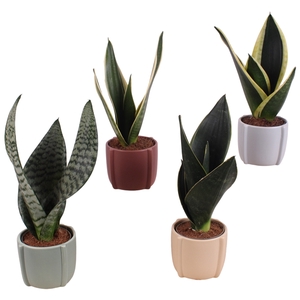 Sansevieria mix Ø09cm in Ø14cm Ceramic CC461