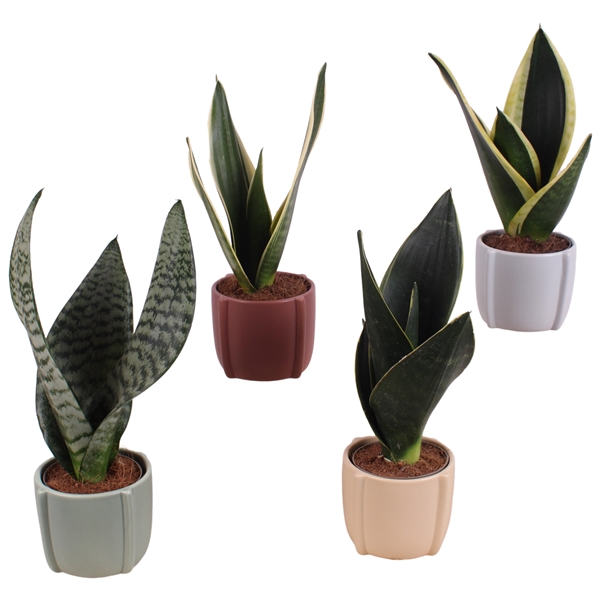 <h4>Sansevieria mix Ø09cm in Ø14cm Ceramic CC461</h4>