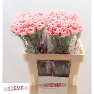 DI ST PINK MONTEZUMA