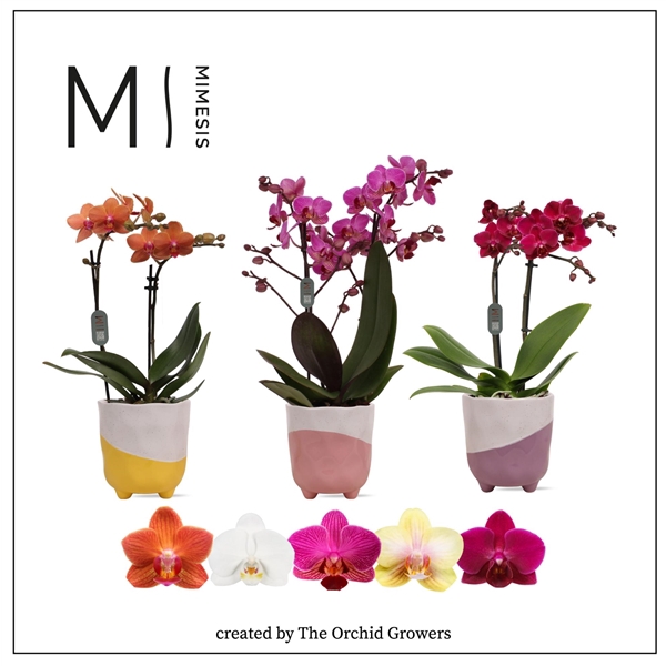 <h4>Mimesis Phal. Multi Mix - 2 spike 12cm in Gabby mix ceramic</h4>