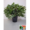 EUC POPULUS PER STEEL -ZA-BUSH