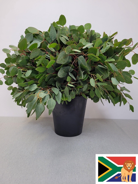 EUC POPULUS PER STEEL -ZA-BUSH