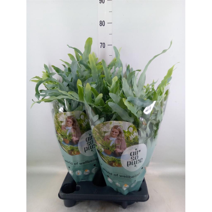 <h4>Phlebodium aureum 'Blue Star'</h4>