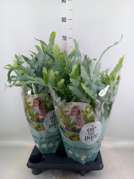 Phlebodium aureum 'Blue Star'