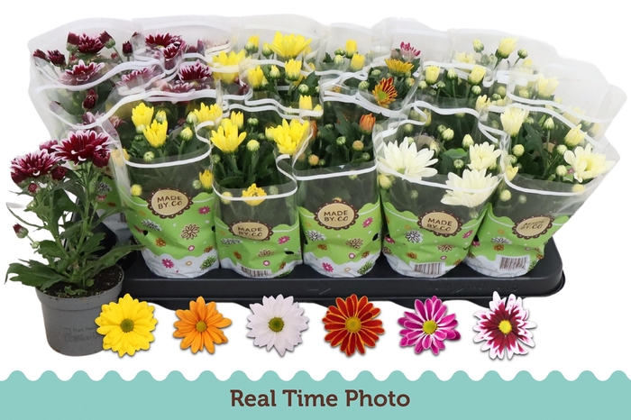 <h4>CHRYS GEM 6 KL</h4>