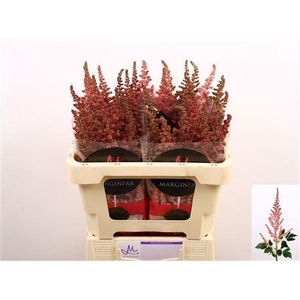 ASTILBE CH VISION PINK