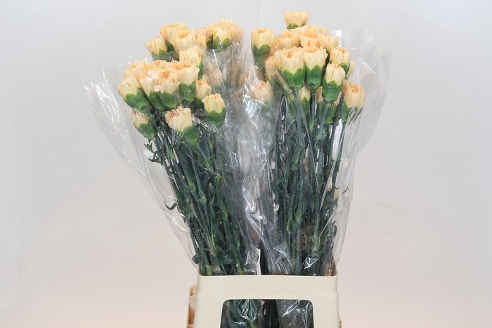 <h4>Dianthus St Crimea</h4>