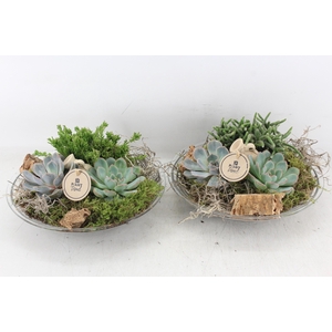arr2 PL - Glas schaal 27cm Eche. x2