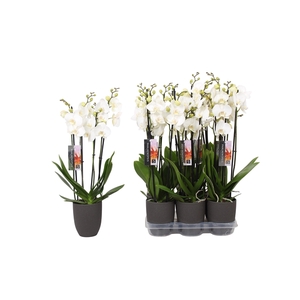 Phalaenopsis White, 4-spike Anthracite Ceramics