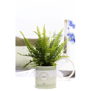 Nephrolepis Green Lady P&P cadeau concept: GO GREEN!