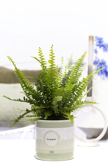 <h4>Nephrolepis Green Lady P&P cadeau concept: GO GREEN!</h4>