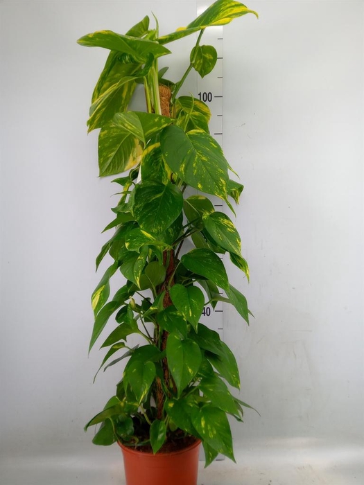 <h4>Epipremnum pinn.   ...moss stick</h4>