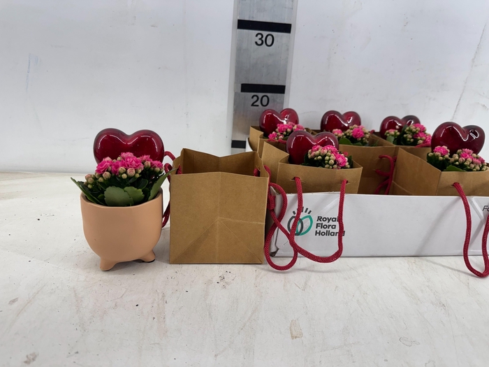 <h4>ARR PL IN SCHAAL</h4>