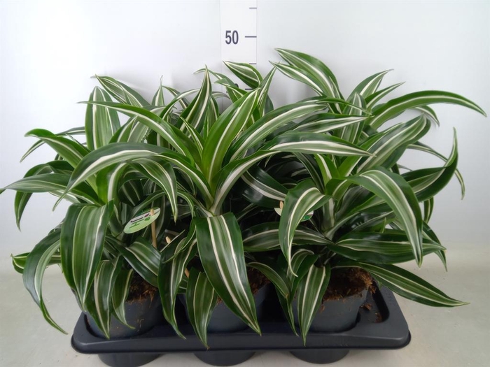 <h4>Dracaena frag. 'Jade Jewel'</h4>
